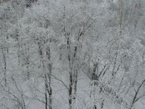 Frozen Trees